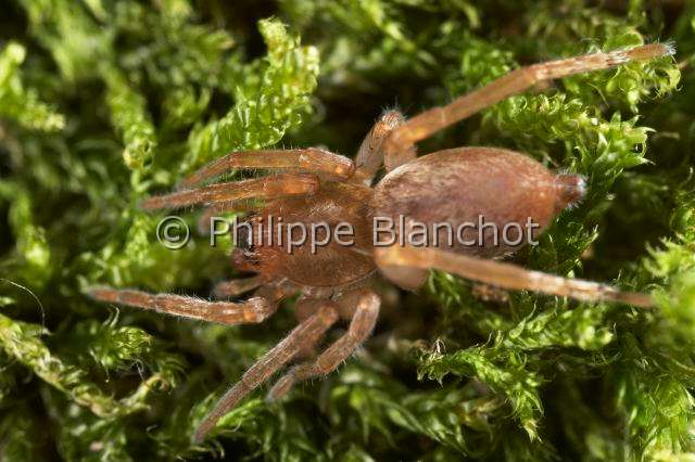 Clubionidae_0369.JPG - France, Araneae, Clubionidae, Araignée, Clubionide (Clubiona sp), Sac-spider